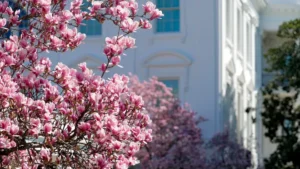 82633314007 2206279338