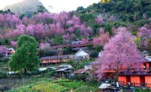 Cherry Blossoms Chiang Mai Thailand