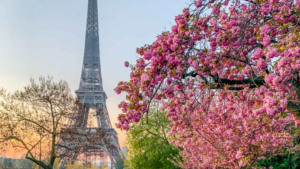 Cherry blossoms in Paris Blog Banner
