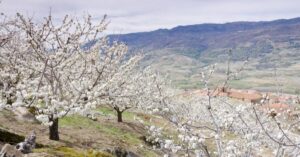 cerezosenflorenelvalledeljerte