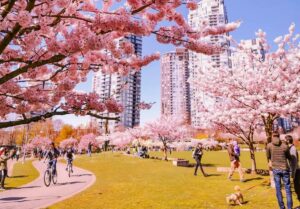 cherry blossoms park vancouver
